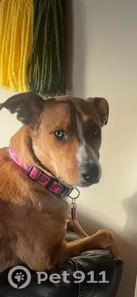 Missing dog Female, Lyndhurst (al496319) - photo