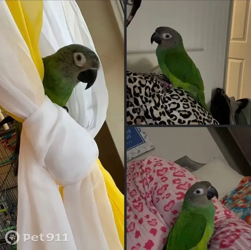 Lost bird, male, Freeport, New York - photo
