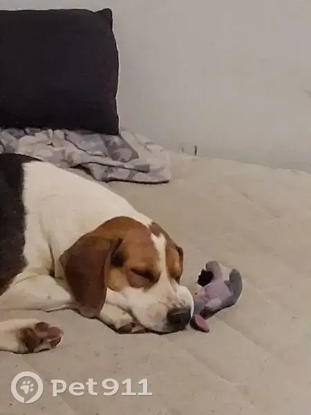 Lost dog, Treemont Circle, 4987, Tasso Heights, Cleveland - female - photo