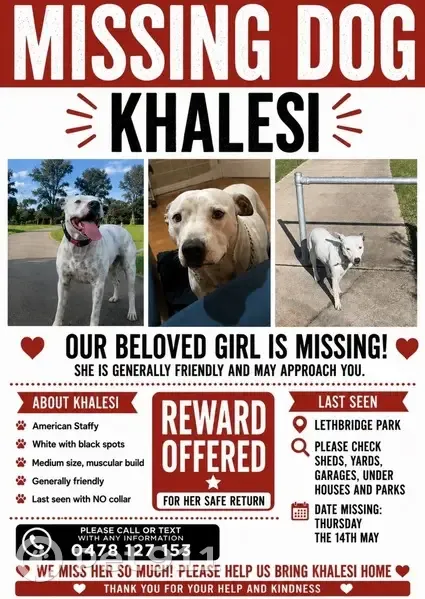 Lost dog, Mangariva Avenue, 25, Blacktown, Saint Marys - female American staffy, white with black spots - photo