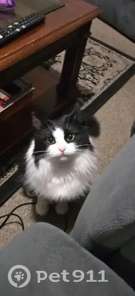 Lost cat, Mount Prospect Crescent, 23B, Belmont - female, long fur, no collar - photo