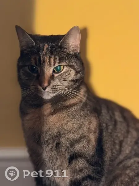 Lost cat, Thame Road, Longwick, High Wycombe - female tabby with black stripes and ginger colouring - photo
