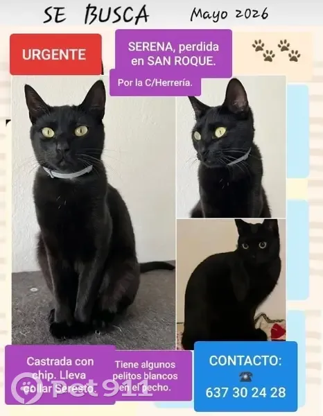 Perdido gato hembra, Calle Herrería, San Roque, Sevilla — negra, con collar Seresto - photo