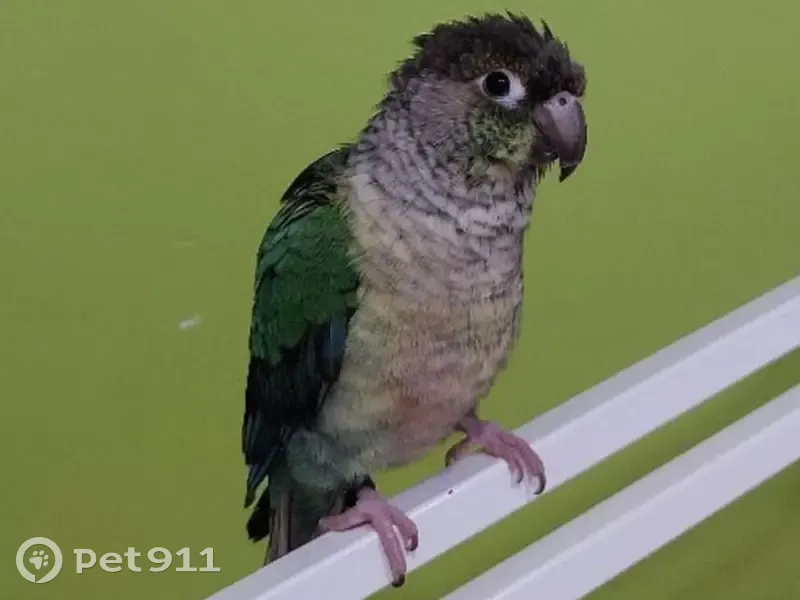 Perdida ave macho, Carrer de Joan Piñol, 13, Valencia - pyrrhura molinae turquesa con anilla negra - photo