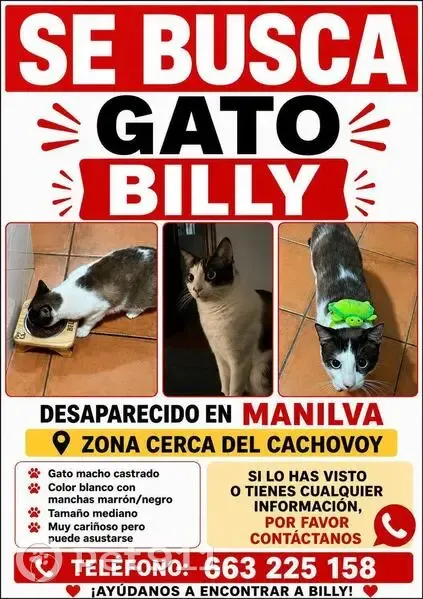 Perdido gato macho, Manilva, Andalucía, Malaga - blanco con manchas marrón - photo