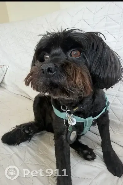 Perdido perro macho, Avenida de la Mancha, Torrevieja, Madrid - collar azul y etiqueta de identificación - photo