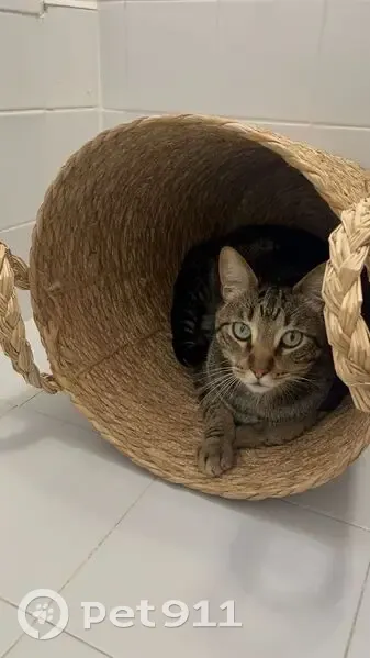 Perdido gato macho en Calle Betonica, 14, Alcalá de Guadaíra — tiene chip - photo