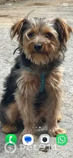 Perro perdido, Camiño da Lagarella, 21, Vigo - muy bueno - photo