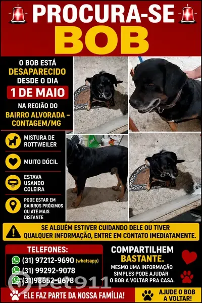 Cachorro perdido Macho (brl002820) - photo