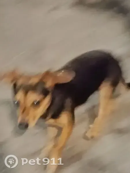 Cachorro encontrado Macho (brf002821) - photo