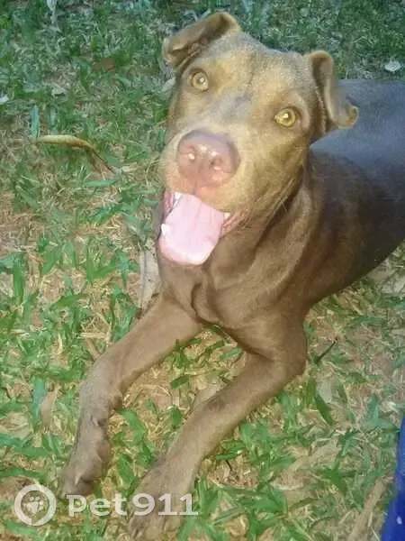 Cachorro perdido Macho (brl002823) - photo