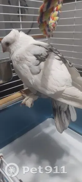 Found bird, Union Street, Kitchener, Waterloo - mostly white pigeon with grey markings and feathers over feet - photo