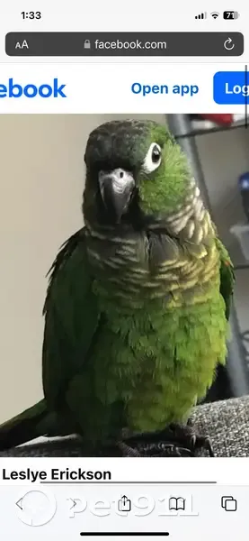 Lost bird - female, Kennedy, Farmington Hills - photo