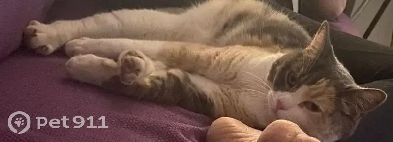 Perdido gato hembra, El Chaparral, Comunidad Valenciana, Pozuelo de Alarcon - photo