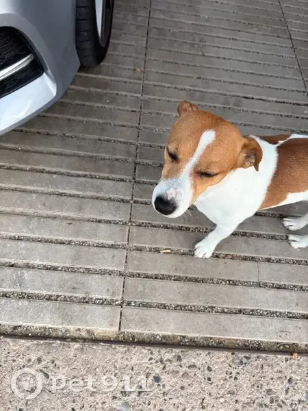 Perro encontrado macho, Avinguda del Pla de Maset, s/n, Salou - photo