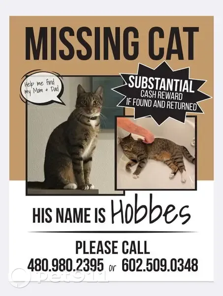 Lost cat, North Temple, 1400, Salt Lake City - male tabby with black stripes - photo