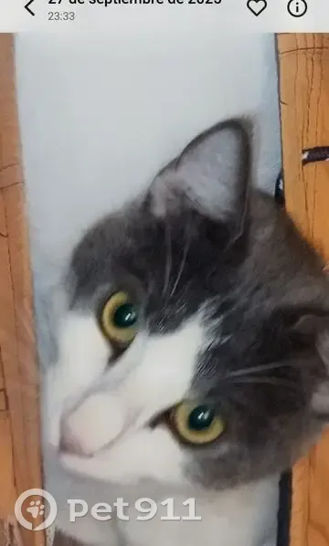 Perdido gato macho, Camí de Son Mendívil, Llucmajor - blanco, cola y media cara gris claro - photo