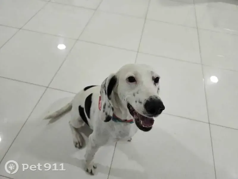 Cachorro encontrado Fêmea (brf002824) - photo