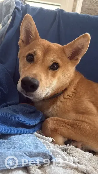 Perdido perro hembra, Desconocido, 21, Barcelona, Sant Cugat del Valles - color caramelo y blanco - photo