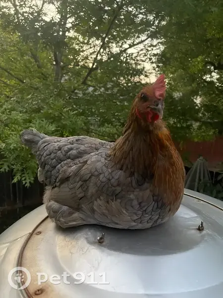 Lost bird, Prairie Hen Lane, 11706, Austin - female, grey hen with a red head - photo