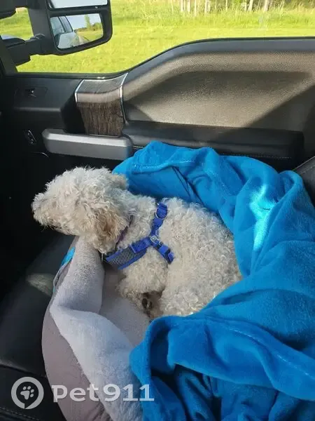 Lost dog, Newcastle Court, 4241, Grand Blanc - female, purple collar, blue harness - photo