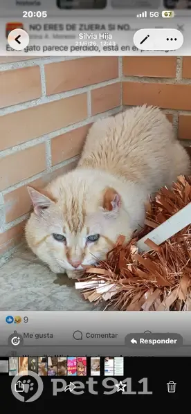 Gato perdido macho, Calle Sierra del Moncayo, 14, Zuera, Zaragoza - ojos azules - photo