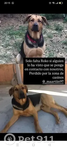 Perro perdido macho, Casinos, Comunidad Valenciana, Madrid - cruce de pastor alemán con mastín - photo