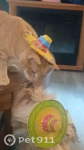 Lost cat, Smith Lane, Arkansas, Arlington - orange tabby with a scar on his nose - photo
