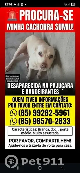 Cachorro perdido Fêmea (brl002828) - photo