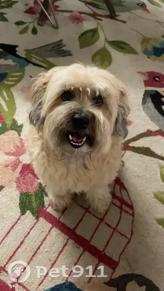 Lost dog, Gillan Street, 39, Brisbane - male, super friendly - photo