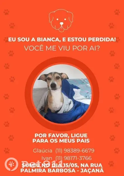 Cachorro perdido Fêmea (brl002830) - photo