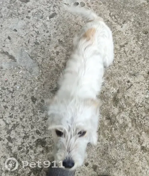 Encontrada perra hembra, Paradela de Abaixo, 3, Manzaneda, Ourense - joven y pequeñita - photo