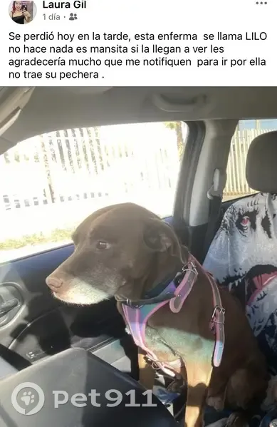 Perro perdido, hembra, De Loreto, 140, Mexicali, Santa Isabel — tamaño mediano, color café con mancha blanca en el pecho - photo