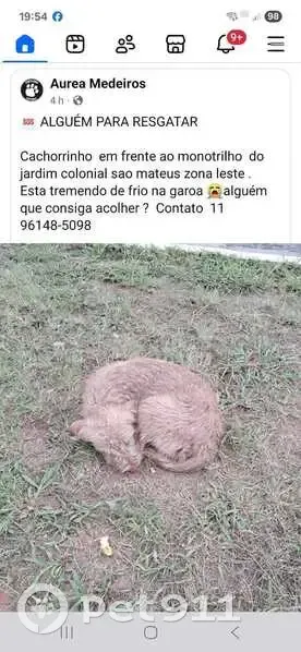 Cachorro encontrado (brf002832) - photo