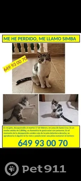 Perdido gato macho, Vereda de la Barca, 38, Murcia - romano, sin castrar y muy sociable - photo