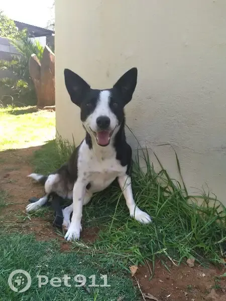 Lost dog, Nxuba, Riverlea - female, black and white Jack Russell x Border Collie mix - photo