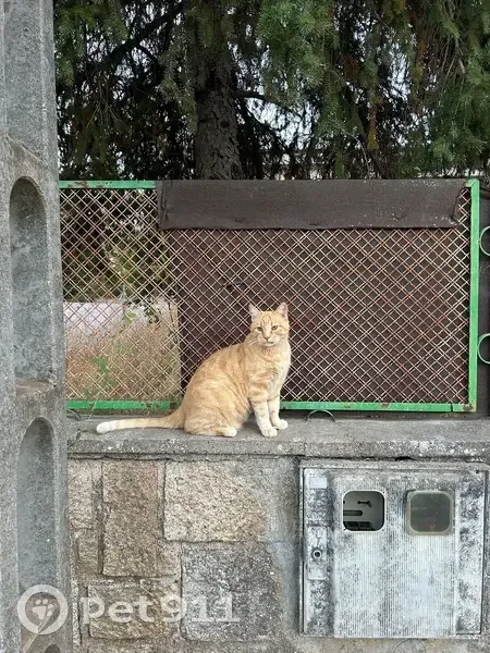 Perdido gato masculino, Pelayos de la Presa, Puertollano - grande, manso, castrado - photo