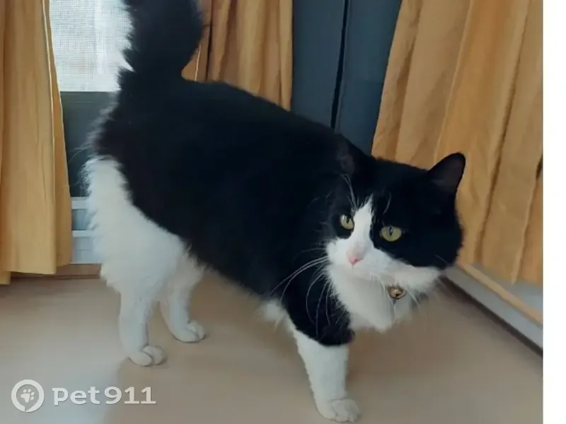 Lost cat, Stevens Drive, 10, Playford, Angle Vale - female, black and white, long-haired, very fluffy - photo