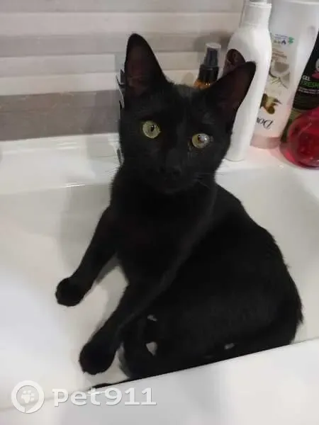 Perdido gato macho en Calle San Remo, 3, El Ejido — negro, castrado, sin chip - photo
