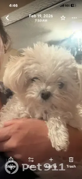 Lost dog, Montrose Court, 9400, El Paso - female - photo