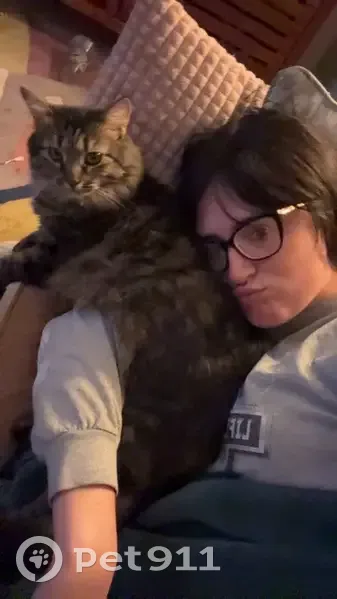 Lost cat, Olde Savannah Road, 6635, Kings Mountain - female, long-haired grey and brown tabby with green eyes - photo