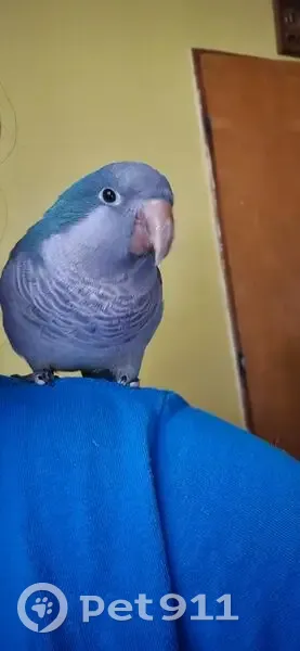 Lost bird, South 34th Street, 6189, Omaha - blue coat, chipped beak - photo