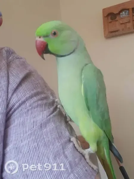 Lost bird, South Euclid Avenue, Villa Park, Chicago - male Indian ringneck parrot - photo