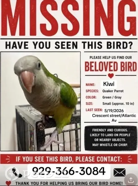 Lost bird, Atlantic Avenue, 3325, New York - green with clipped wings - photo