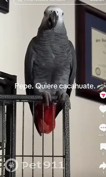 Lost bird, Aero Drive, 9436, Pico Rivera - male African gray parrot Pepe - photo