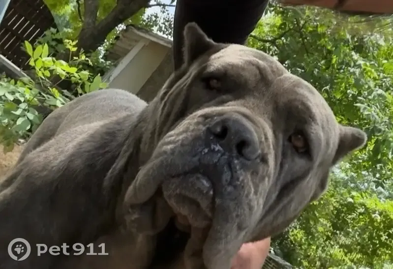 Lost dog, female, 2nd Street, 591, Conway - grey with cropped ears and a docked tail - photo
