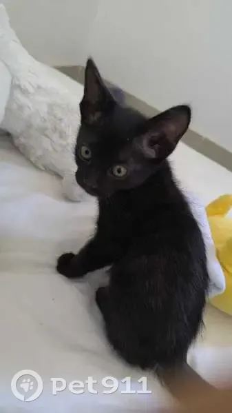 Gato perdido macho, Avenida Hermenegildo Galeana, 1120, Mexicali - color negro, muy cariñoso - photo