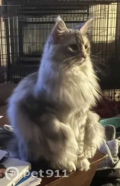 Lost cat, Oakwood Drive, Bountiful - photo