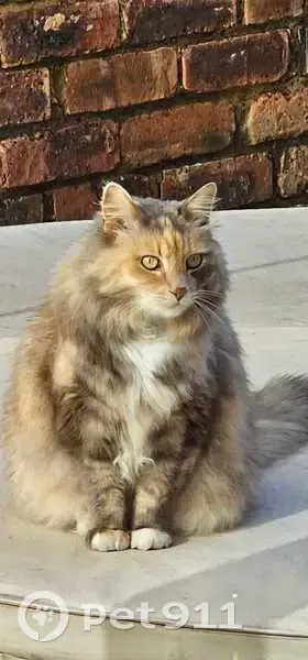 Lost cat, female, Noleen Place, Equestria, Pretoria — Maine Coon, grayish ginger tint, black patch under left eye - photo