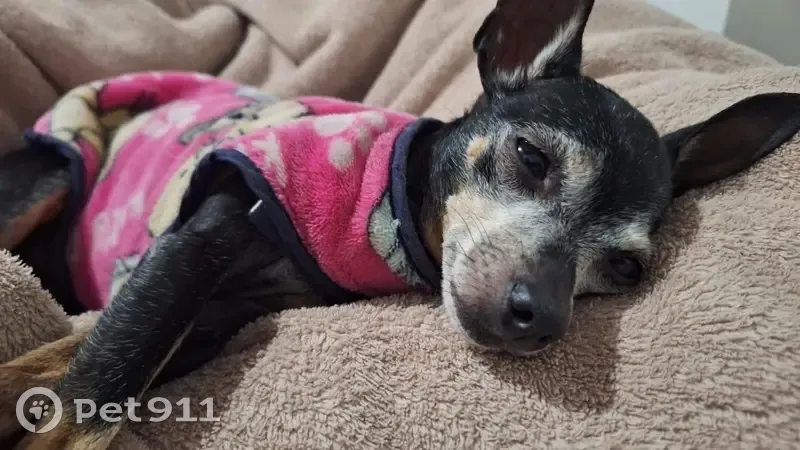 Cachorro perdido Fêmea (brl002833) - photo